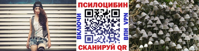 Псилоцибиновые грибы Psilocybe Высоковск
