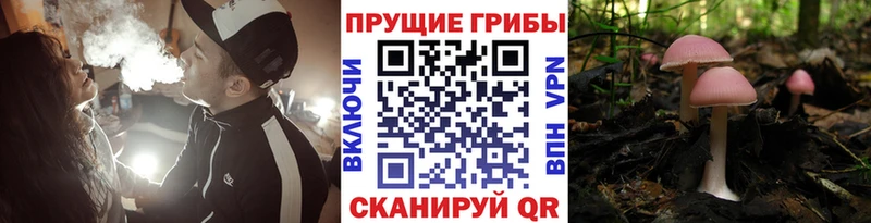 Галлюциногенные грибы мицелий  где купить наркоту  это как зайти  Высоковск 